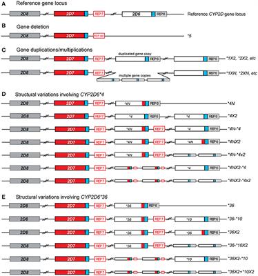 Frequency of CYP2D6 Alleles Including Structural Variants in the United States